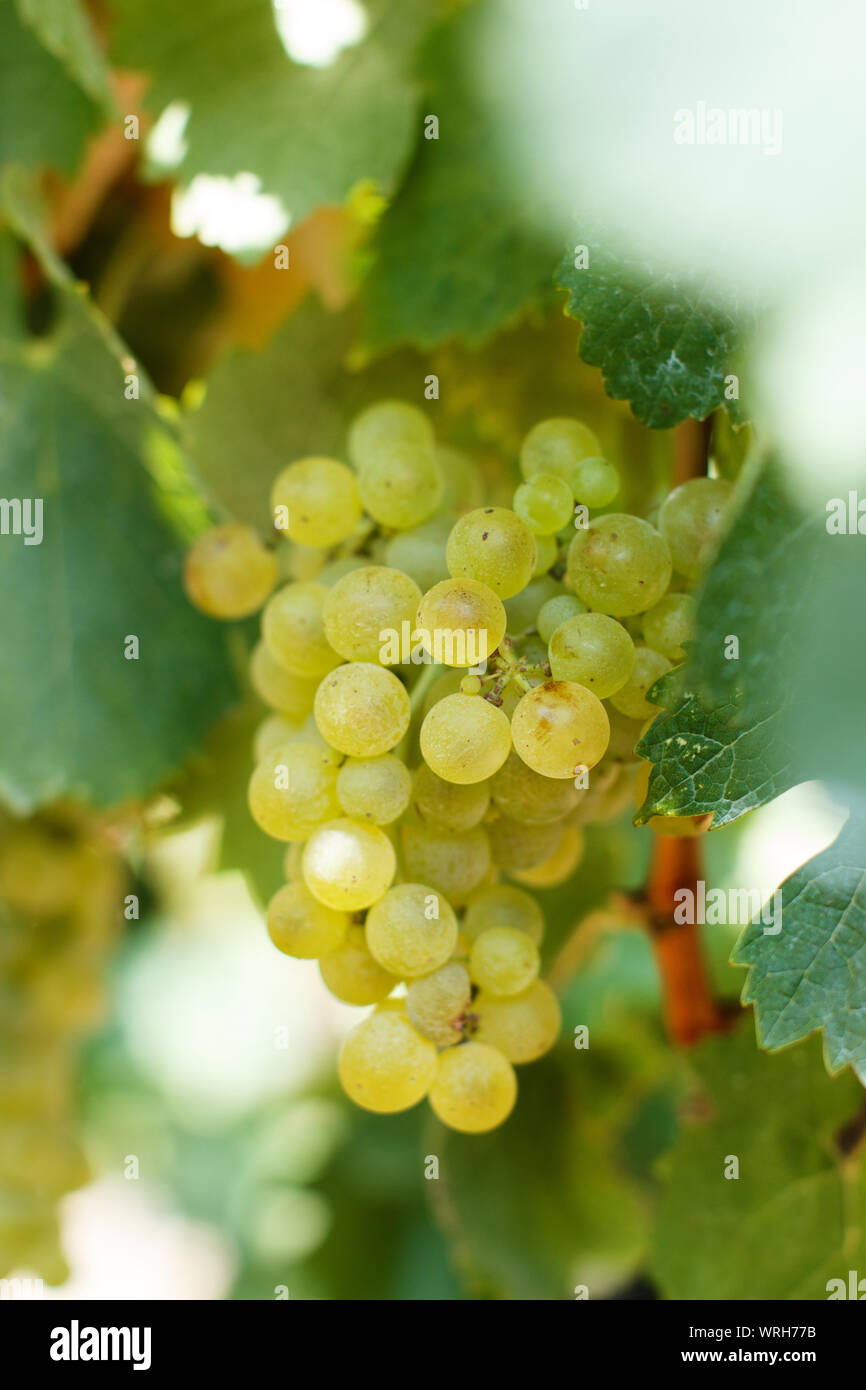 Le uve bianche durante la vendemmia in Sud Italia, Puglia Foto Stock