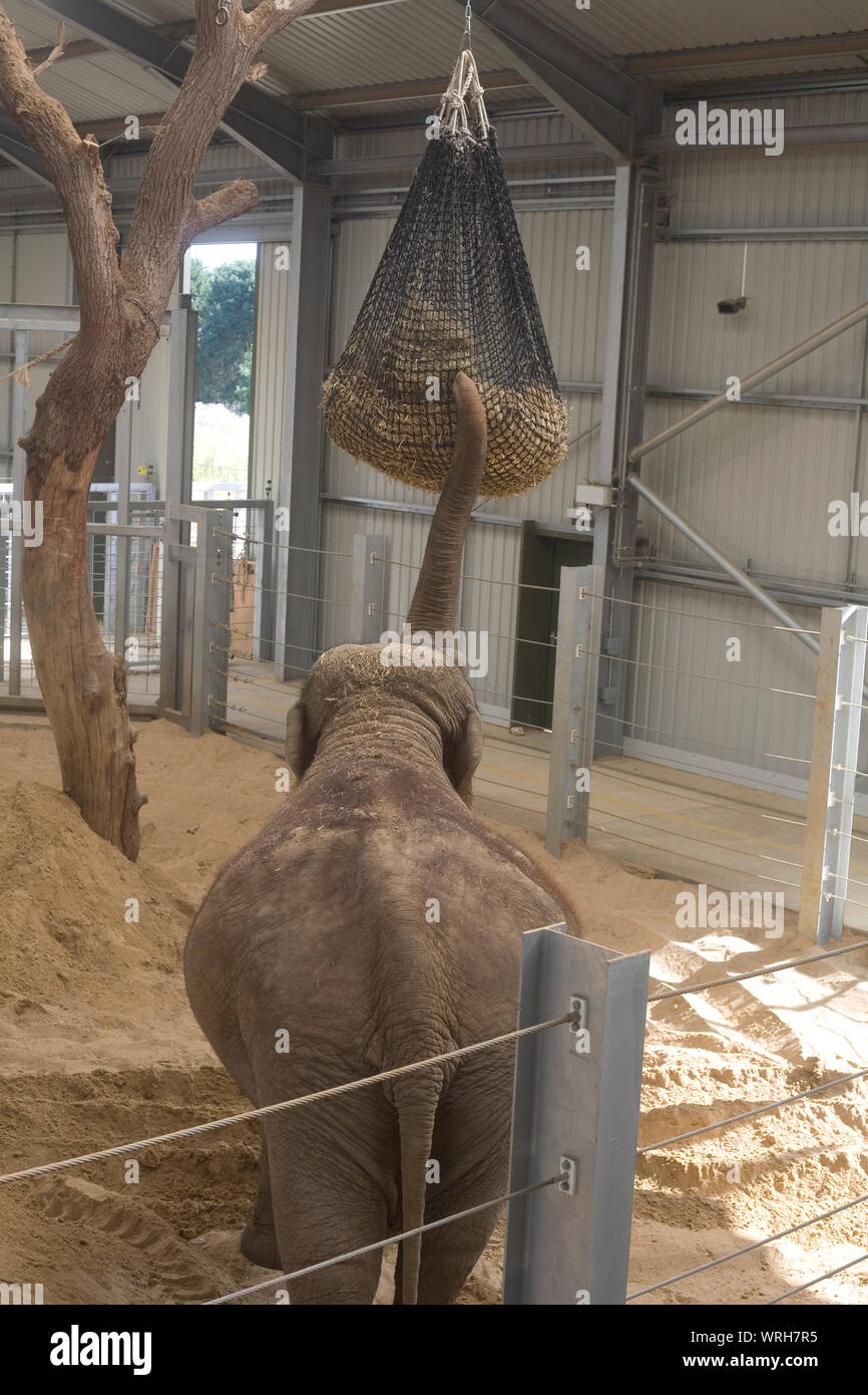 Femmina adulta elefante Asiatico alimentazione da fieno in borsa in casa dell'elefante a Whipsnade zoo Foto Stock