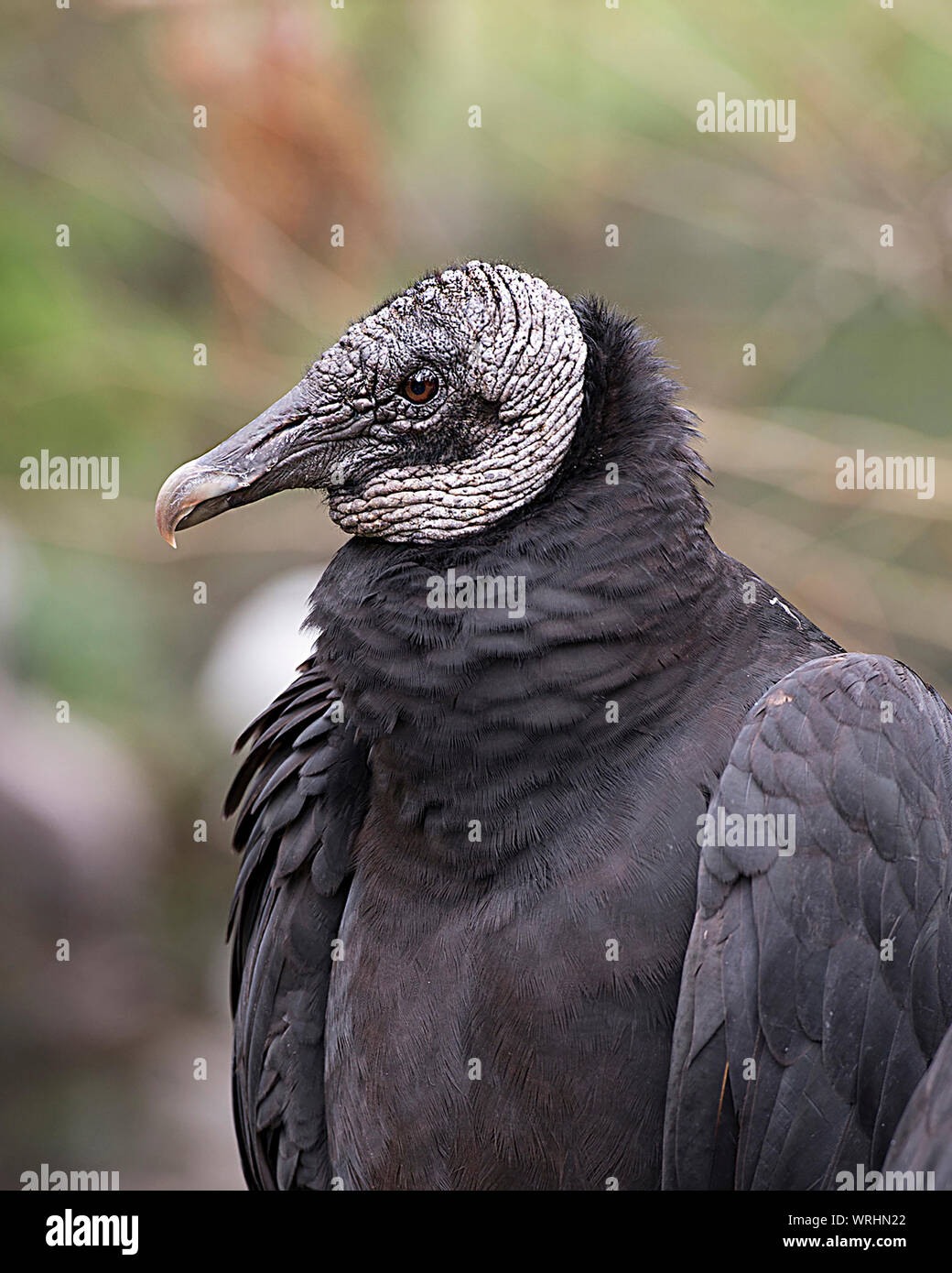 Avvoltoio nero uccello close-up vista di profilo con un sfondo bokeh visualizzazione di piume nere, becco, occhio, grigio testa nel suo ambiente e dintorni. Foto Stock