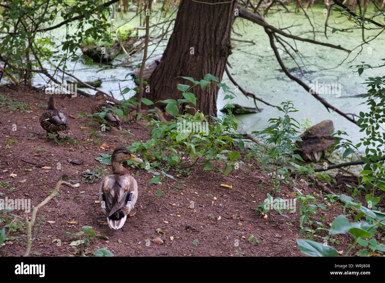 Mallard duck dal bordo del laghetto alla conservazione parco con il lago e albero in background. Foto Stock