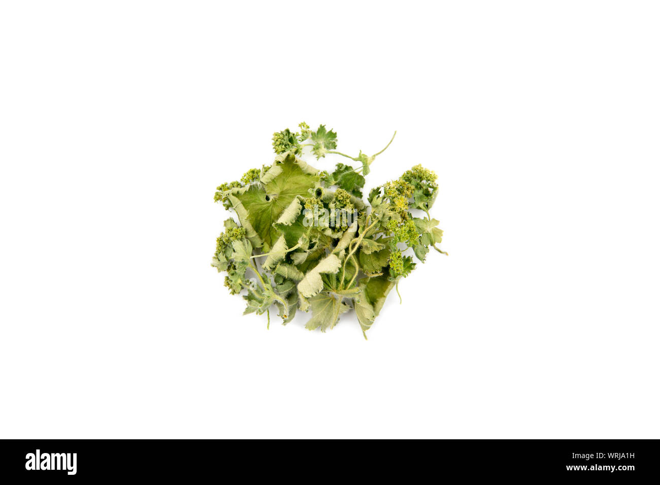 Pila di essiccato Alchemilla vulgaris, comune della signora medicinali mantello tè alle erbe ingrediente concetto, isolati su sfondo bianco. Foto Stock