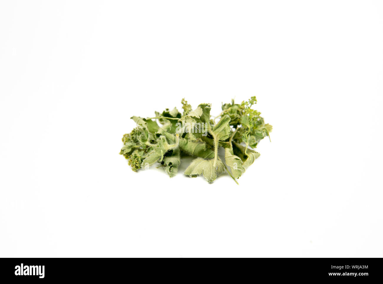 Pila di essiccato Alchemilla vulgaris, comune della signora medicinali mantello tè alle erbe ingrediente concetto, isolati su sfondo bianco. Foto Stock