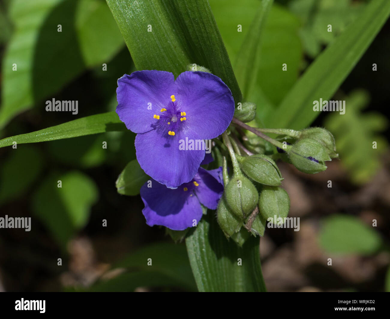 Primo piano di uno spiderwort, Tradescantia virginiana, fiore. Foto Stock