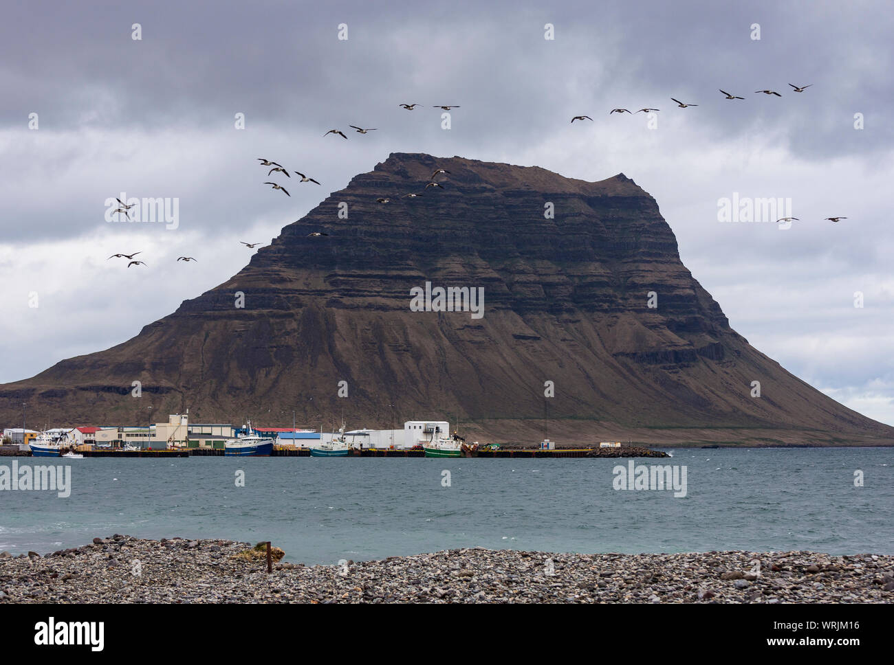 GRUNDARFJOROUR, Islanda - stormo di uccelli vola da Kirkjufell montagna, Snaefellsnes peninsula. Foto Stock