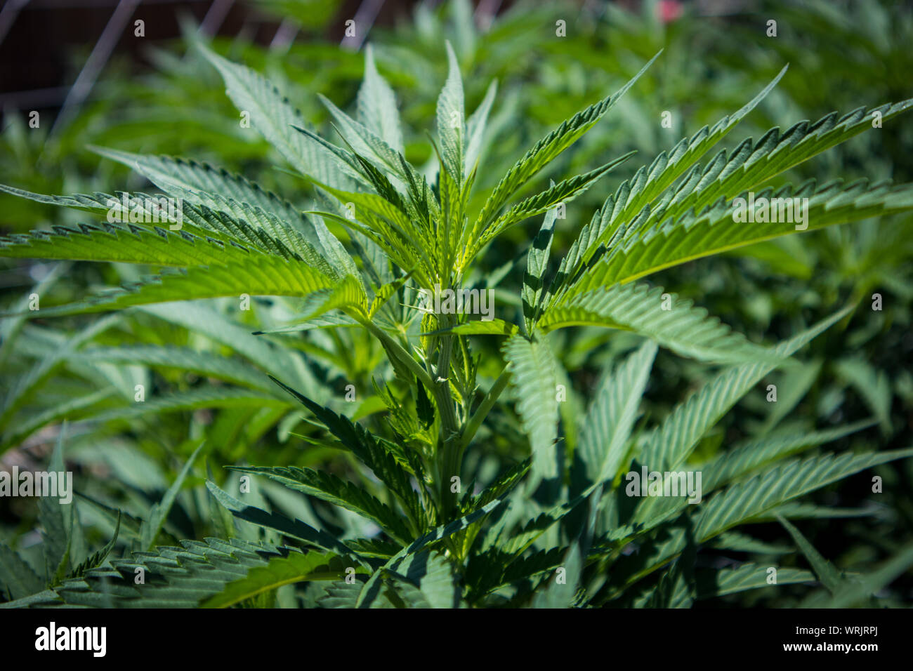 Le piante di marijuana in stadi precoci che cresce in giardino Foto Stock