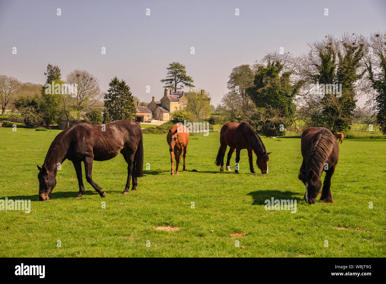 I cavalli in campo in Sywell Northamptonshire REGNO UNITO Foto Stock