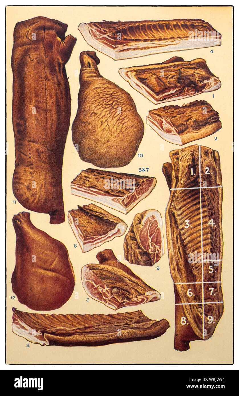 Ultime tecniche di cucina e di preparazione dei cibi a partire dall'inizio degli anni trenta in Mrs Beeton 'Tutto su Cookery' edizione 1930. Prosciutto e pancetta Preparazione: 1. Ciuffo; 2. Collare; 3. Ventresche; 4. Primo indietro; 5. Piccolo indietro; 6. Il fianco; 7. Indietro lungo; 8. Gammon; 9. Angolo; 10. York prosciutto; 11. Lato della pancetta; 12. Lieve prosciutto. Foto Stock