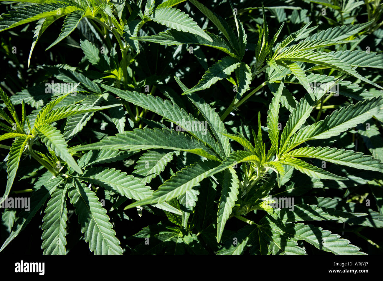 Le piante di marijuana in stadi precoci che cresce in giardino Foto Stock
