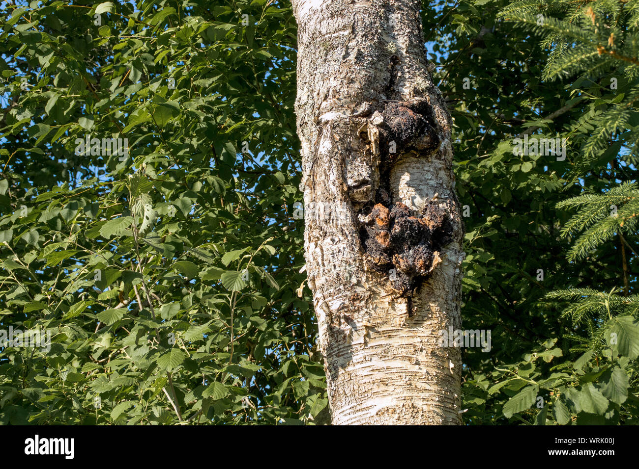 Fungo Chaga noto anche come Inonotus obliquus crescono fuori di una betulla trunk in estate. Chaga è utilizzato per il naturale rimedio a base di erbe. Foto Stock