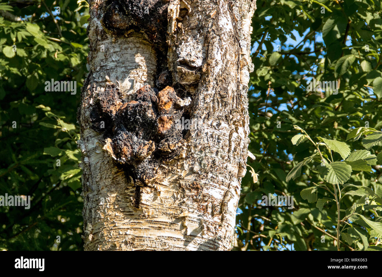 Fungo Chaga noto anche come Inonotus obliquus crescono fuori di una betulla trunk in estate. Chaga è utilizzato per il naturale rimedio a base di erbe. Foto Stock