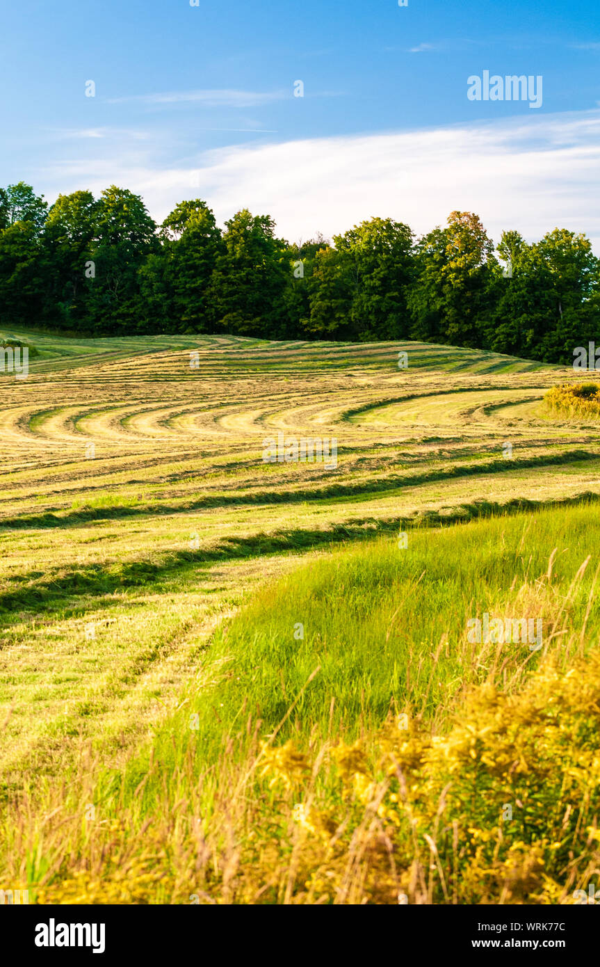 Modello di fieno tagliato su un caldo tardo pomeriggio estivo in Johnson, Vermont, USA. Foto Stock