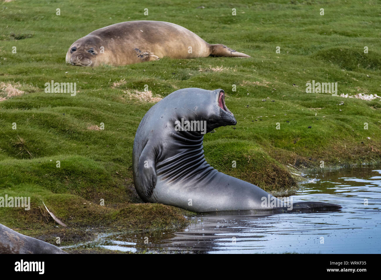 Elefante marino del sud Pup, Mirounga leonina, flessione all'indietro in posa insolita, Sea Lion Island, nelle Isole Falkland, Sud Atlantico Foto Stock