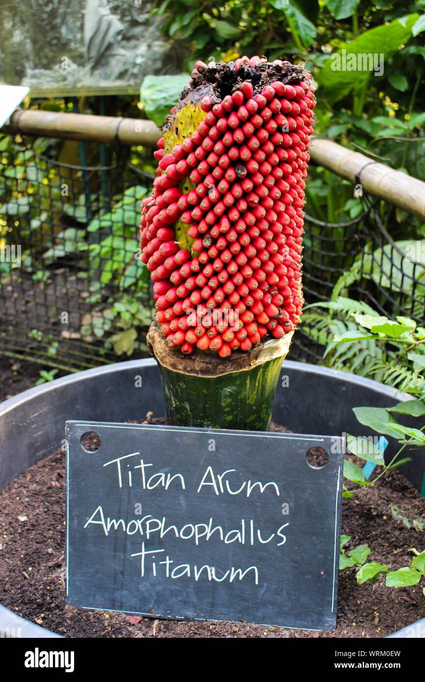 Titan Arum Amorphophallus Titanum pianta tropicale Foto Stock