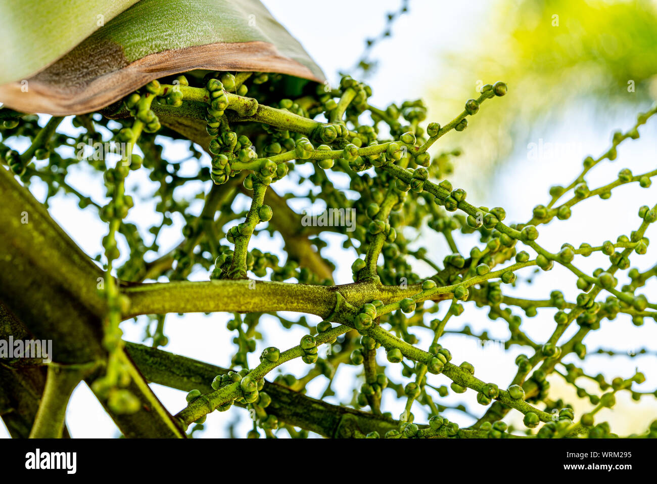 I semi che si staccano le palme qui in Florida. Foto Stock