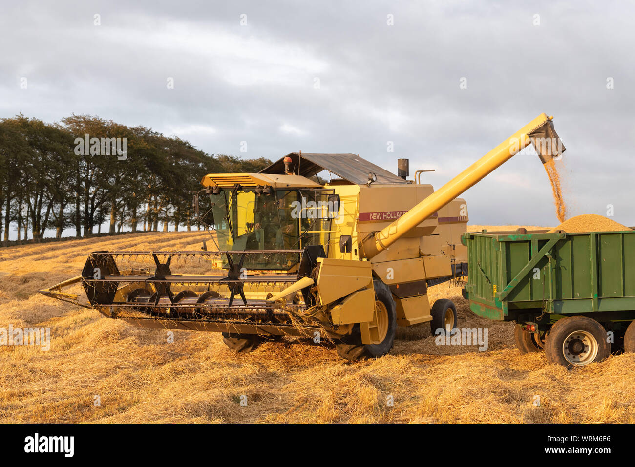 Un agricoltore il caricamento di grano in un rimorchio da una mietitrebbia in sera Sunshine Foto Stock