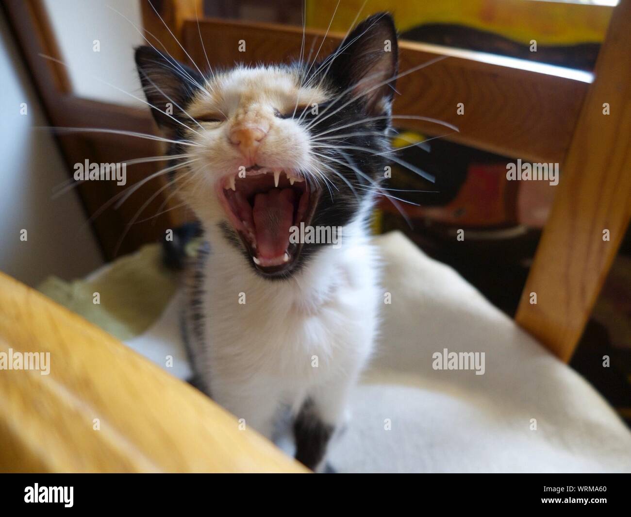 Ritratto di Angry Cat mostra di aggressione Foto Stock