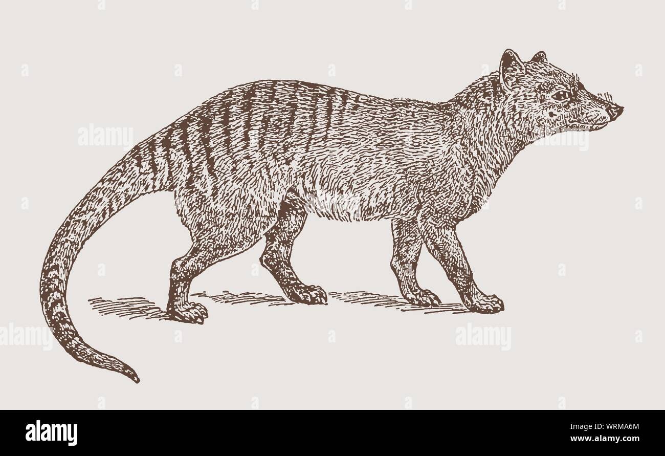 Estinto thylacine o lupo della Tasmania (Thylacinus cynocephalus) in vista laterale. Illustrazione dopo una incisione del XIX secolo Illustrazione Vettoriale