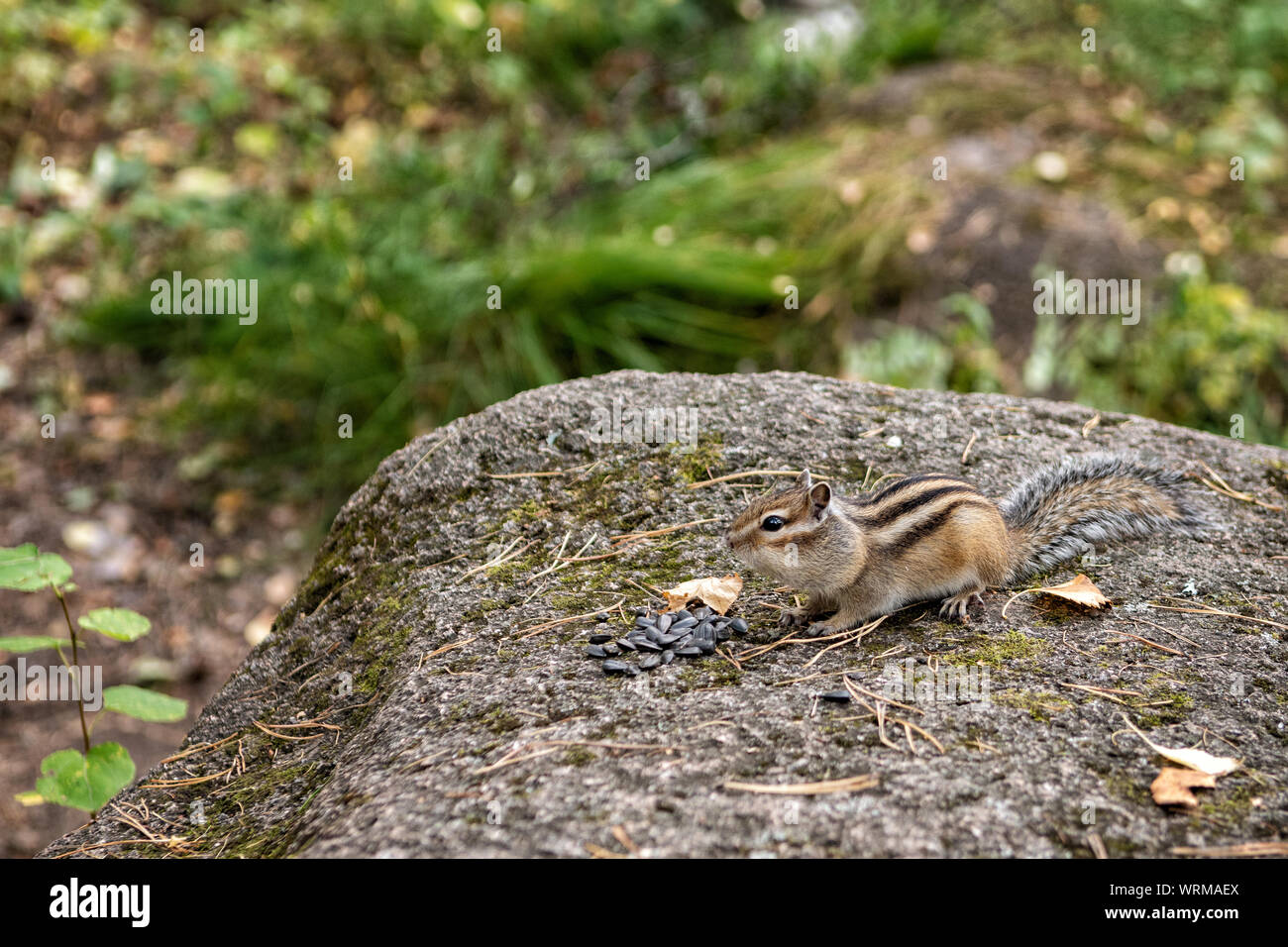 Siberian Scoiattolo striado mangiare semi di Stolby Riserva Naturale, Siberia, Russia Foto Stock