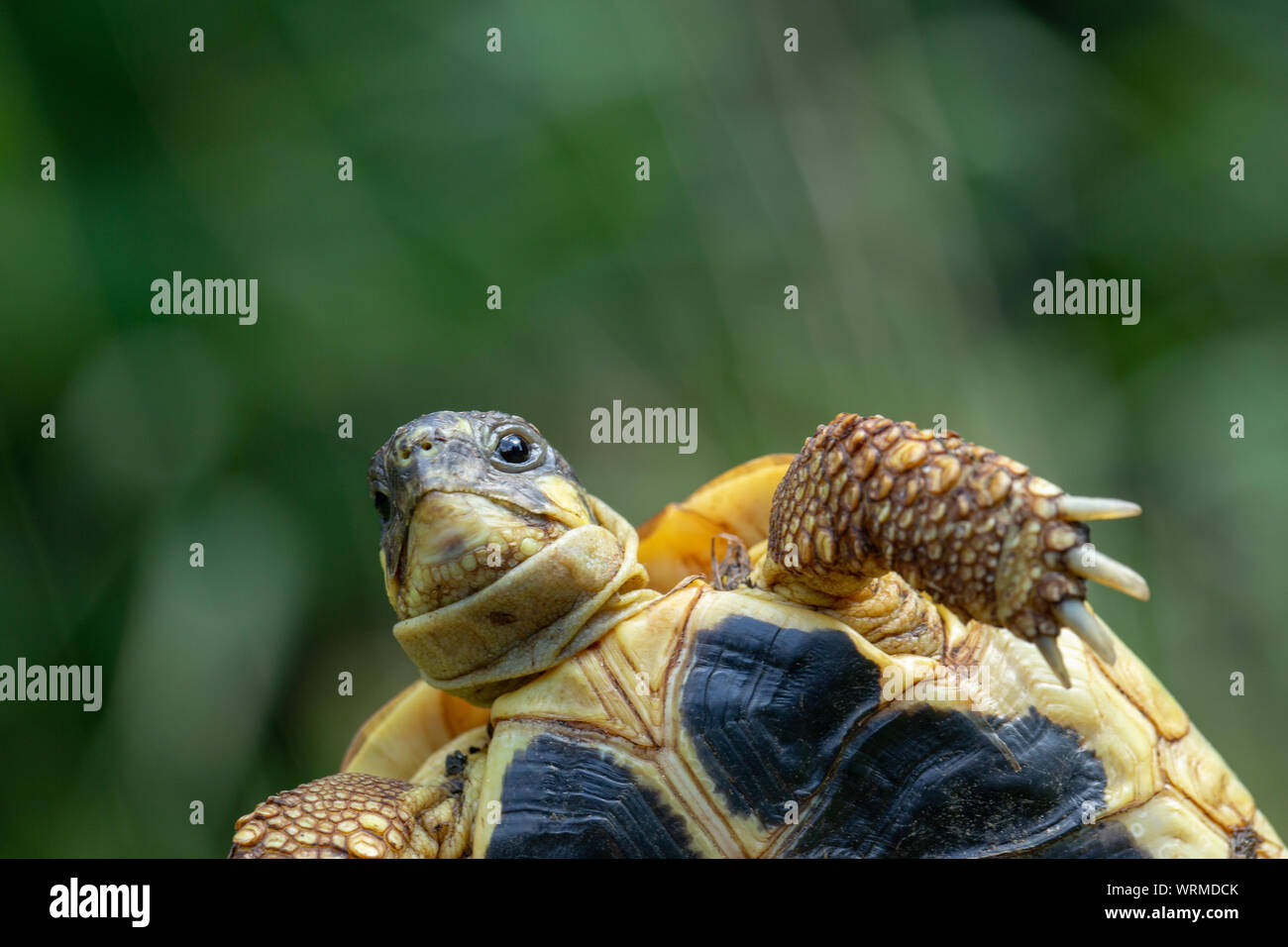 Western Herman la tartaruga (Testudo hermanni hermanni). Le funzioni di identificazione di nominare sottospecie. Close up plastron, o guscio inferiore. Tre funzioni, giallo postorbital guancia macchie, quattro cifre con artigli e inizio di due nero, parallela, segni di continuo andando per tutta la lunghezza del plastron. Foto Stock