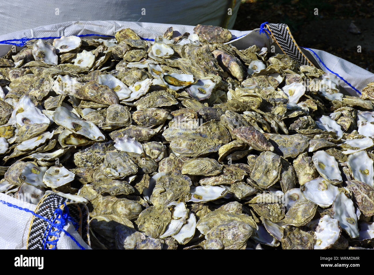 Un sacchetto pieno di gusci di ostriche Foto Stock