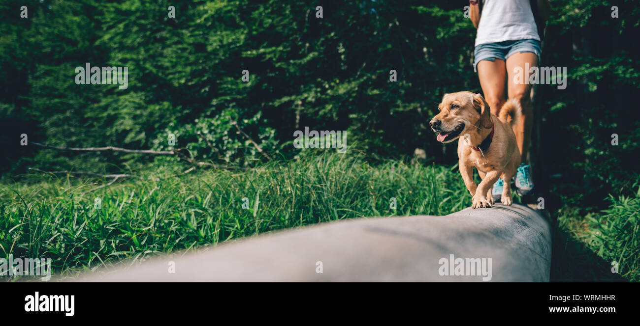 Piccolo giallo cane a camminare su una struttura ad albero con registro escursionista Foto Stock