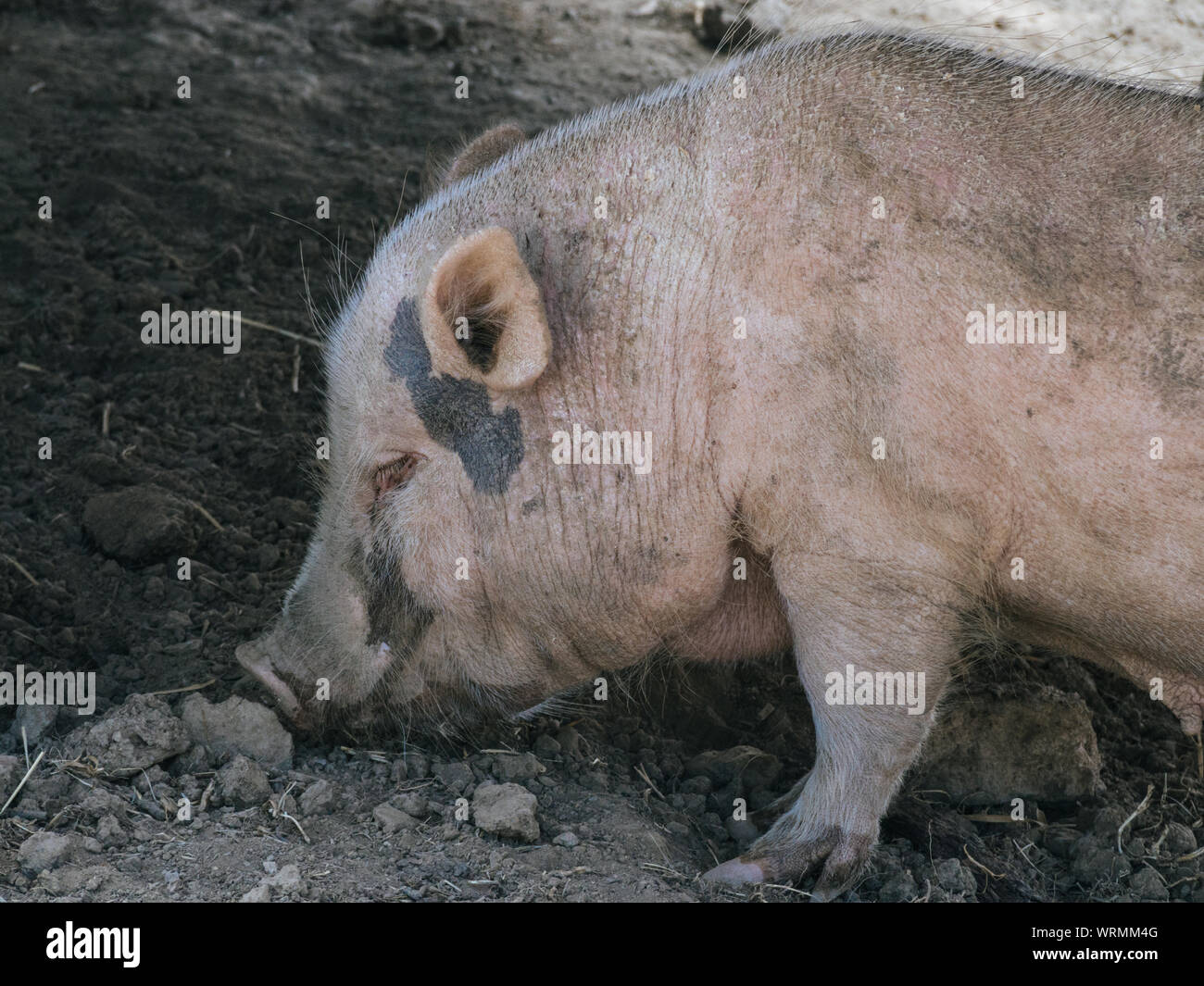 Il maiale alla ricerca di cibo sul terreno Foto Stock