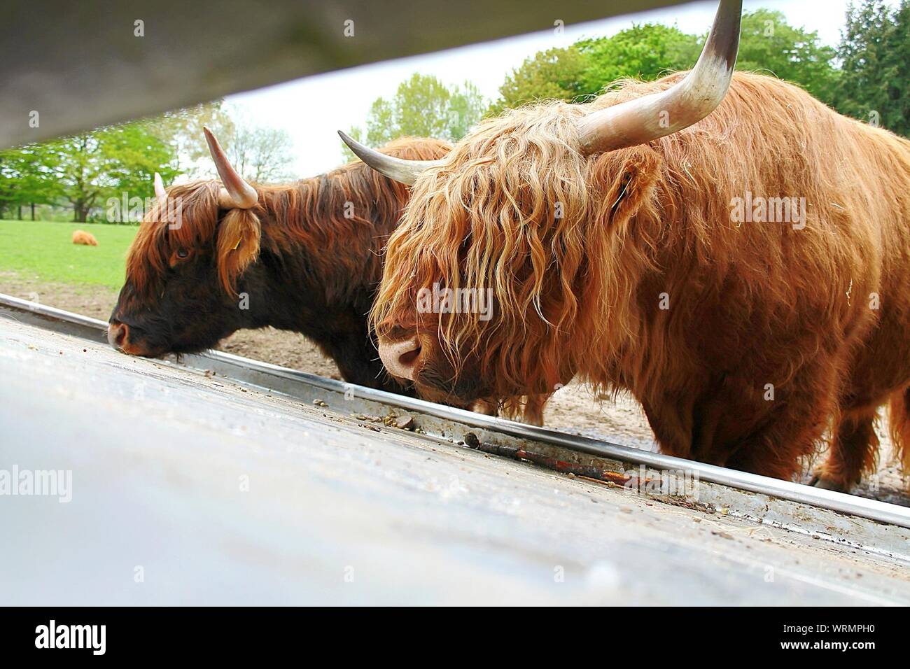 Highland Alimentazione bestiame a Schwarze Berge Wildlife Park Foto Stock