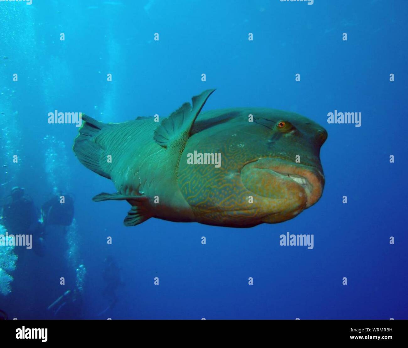 Close-up di pesce nelle profonde acque blu Foto Stock