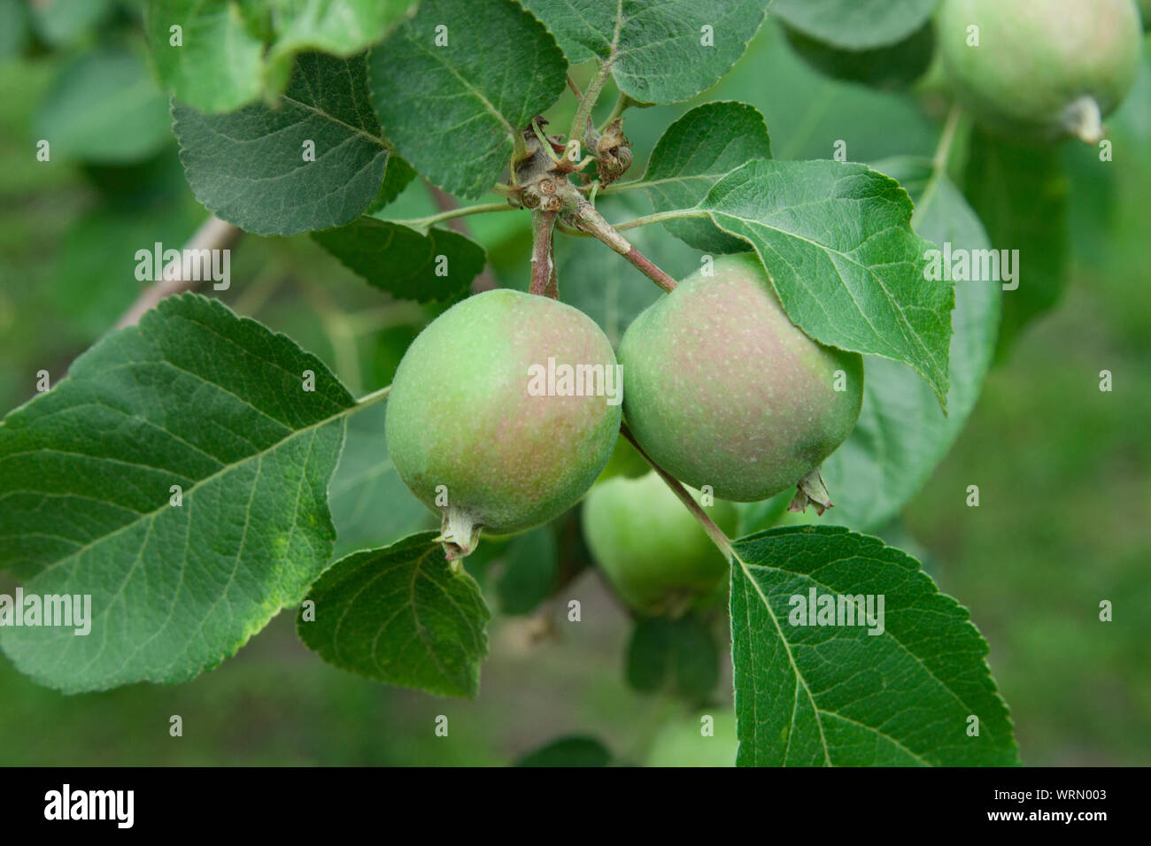 Mela acerba crescere su un albero di mele Foto Stock