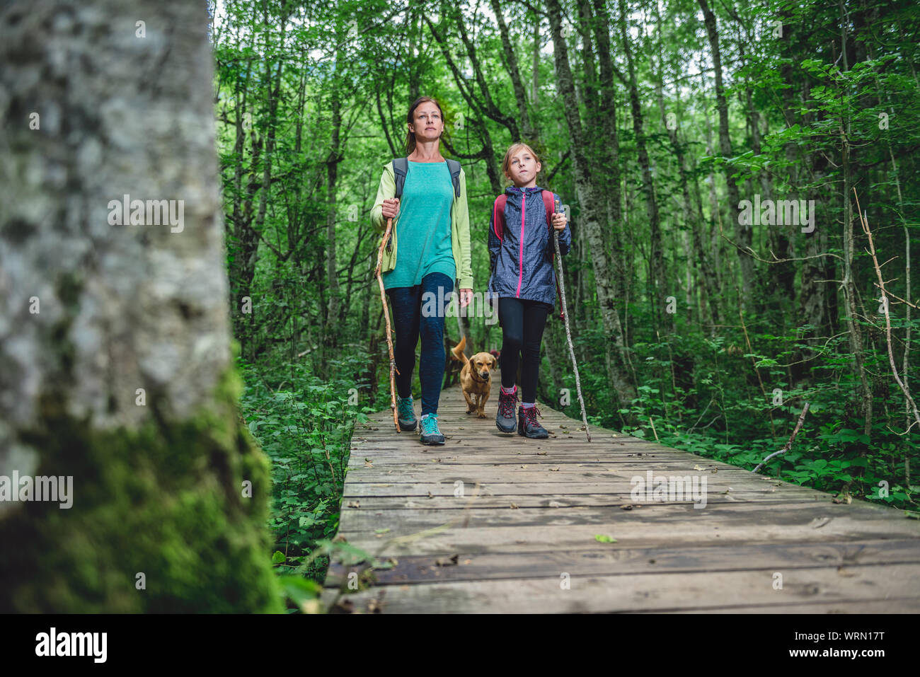 Madre e figlia con piccolo giallo cane escursioni su una foresta sentiero in legno Foto Stock Madre e figlia con piccolo giallo cane escursioni su una foresta sentiero in legno Foto Stock