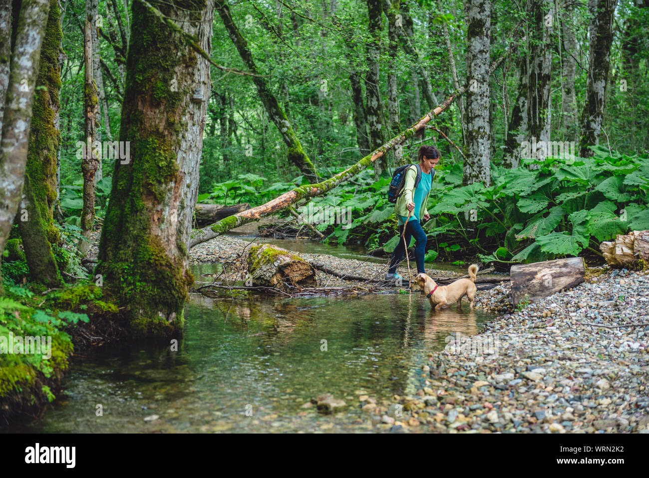 Donna con un piccolo giallo cane escursioni dal ruscello di montagna nella foresta Foto Stock Donna con un piccolo giallo cane escursioni dal ruscello di montagna nella foresta Foto Stock