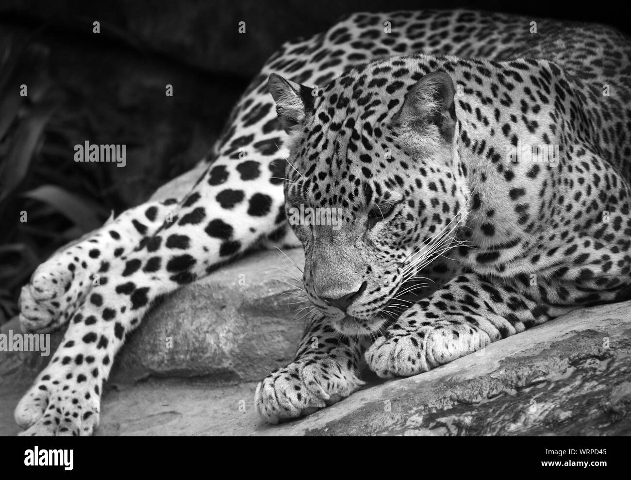 Monocromatico immagine ravvicinata di un leopard giacente a terra rilassante. Bianco e nero leopardi nel selvaggio. Foto Stock