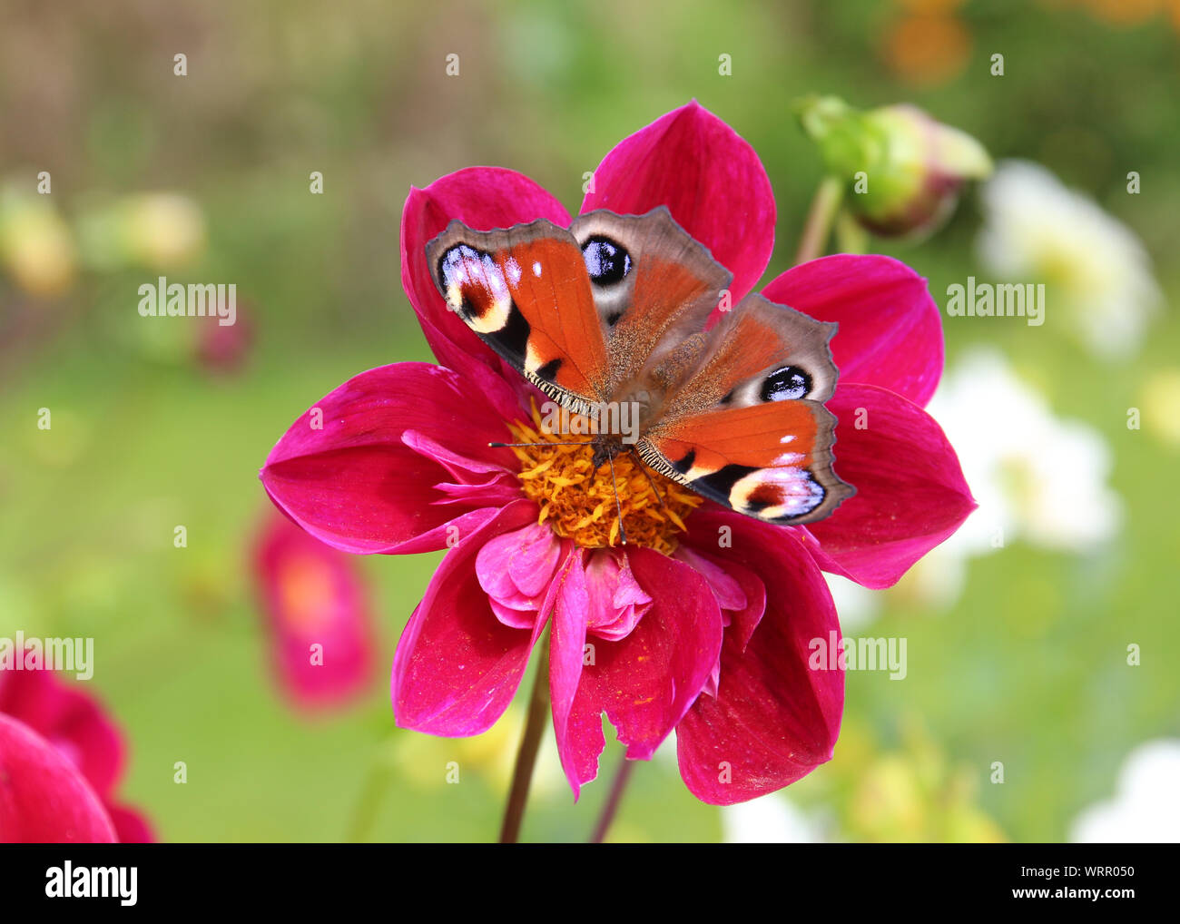 Un Europeo farfalla pavone mostrando i suoi colori come posatoi su un fiore dahlia in un giardino inglese. Noto anche come Aglais Io del genere inachis. Foto Stock