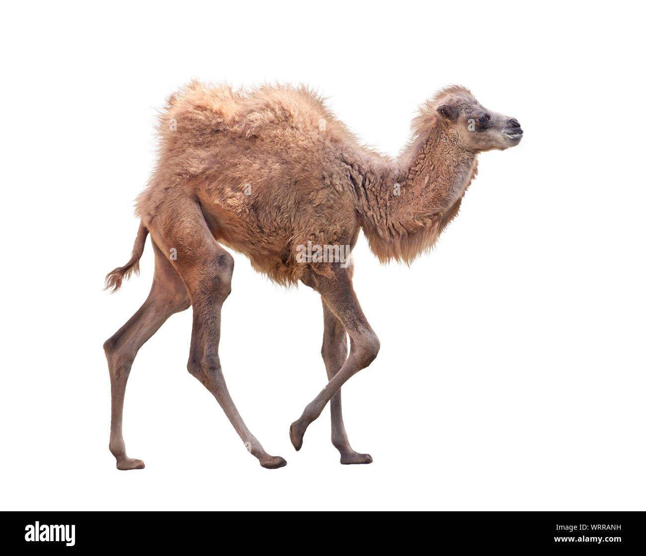 Baby cammello con due gobbe , Bactrian camel isolati su sfondo bianco Foto Stock
