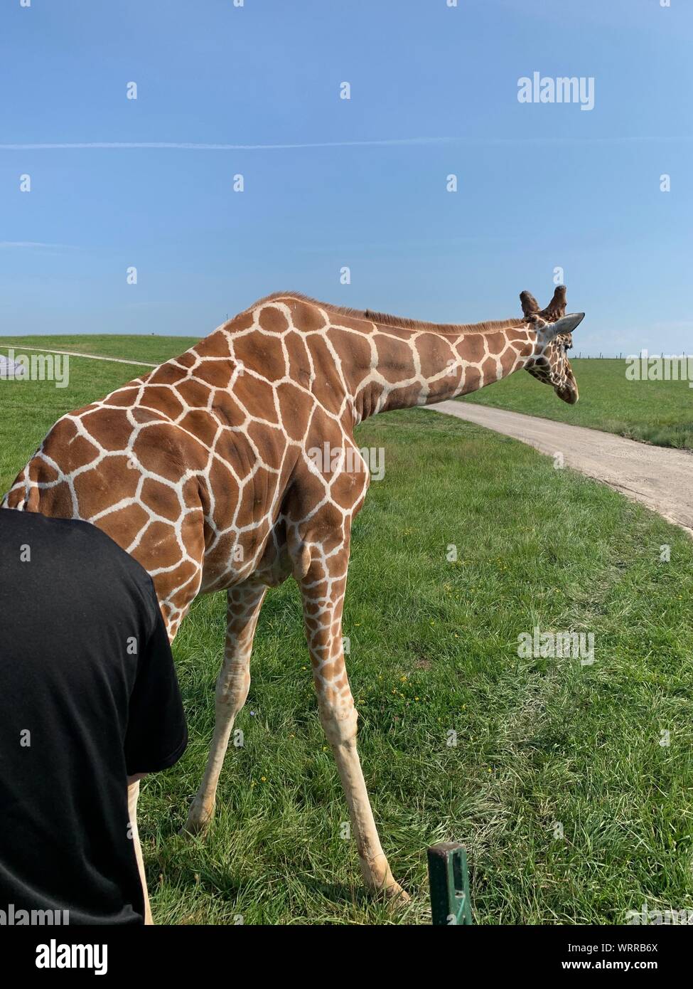 Isolati a singolo traliccio Giraffa presso il selvaggio in Cumberland Ohio. Inclinazione in avanti oltre la sporcizia e la strada di ghiaia, erbosa e lo sfondo blu del cielo. Lunga n Foto Stock