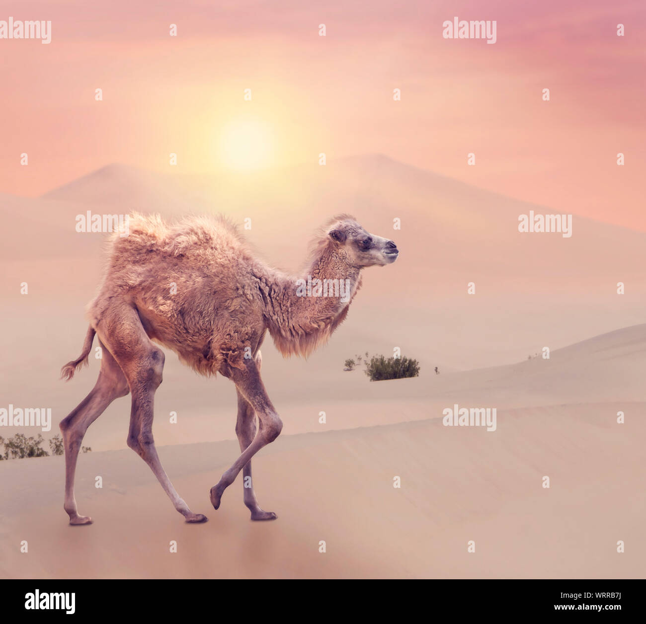 Baby cammello con due gobbe , Bactrian camel camminando nel deserto al tramonto Foto Stock