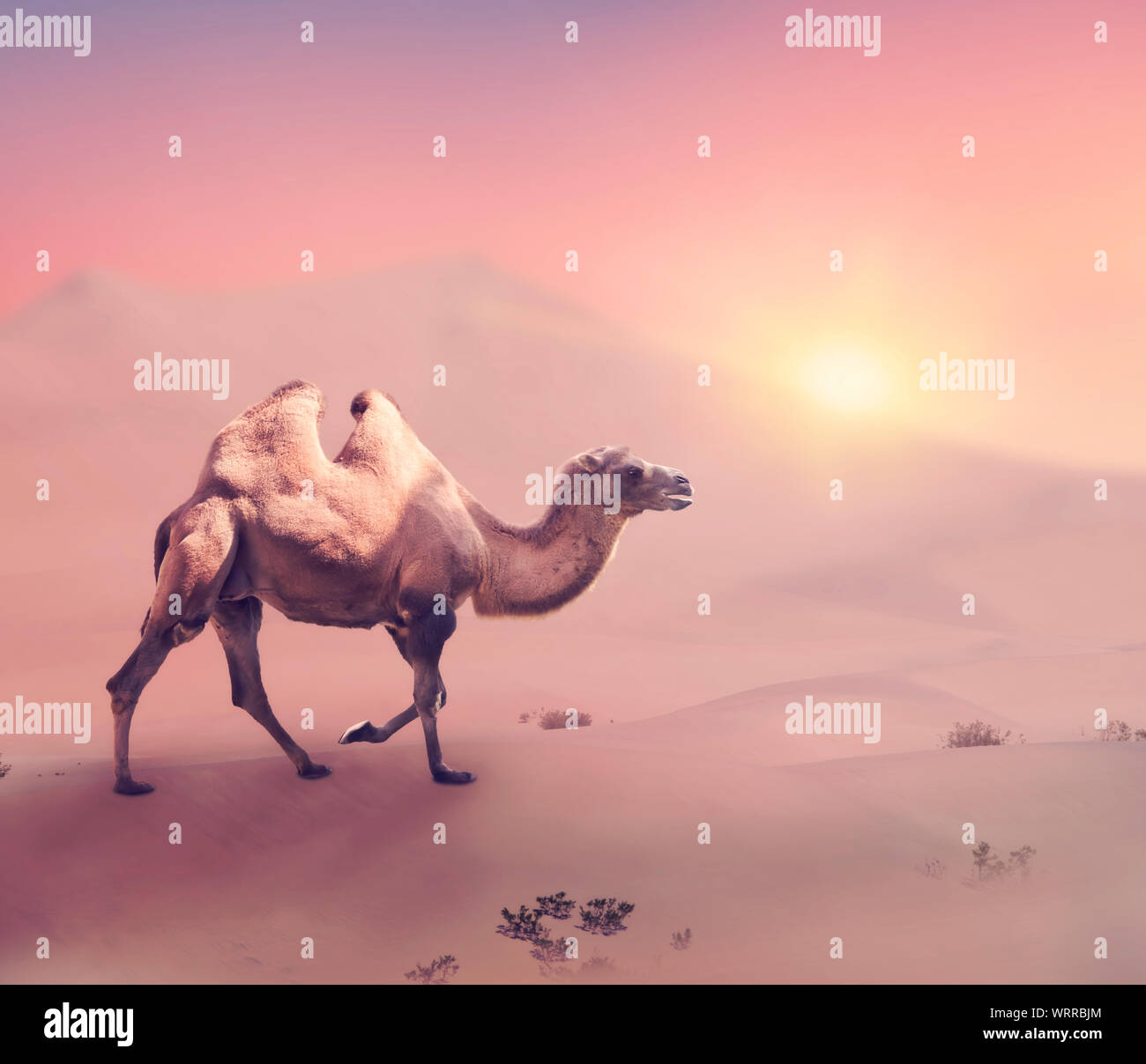 Bactrian camel camminando nel deserto al tramonto Foto Stock