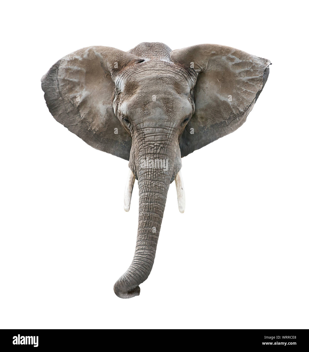 Testa di elefante isolato su sfondo bianco Foto Stock