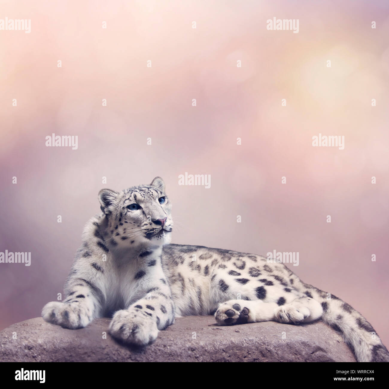 Giovani snow leopard ritratto in appoggio su roccia Foto Stock