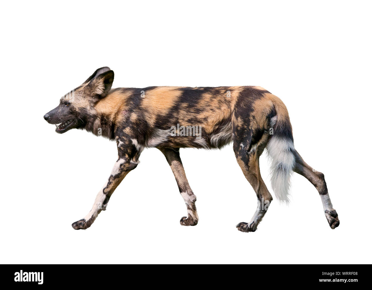 African wild dog isolati su sfondo bianco, noto anche come African Hunting o africano dipinto di cane Foto Stock