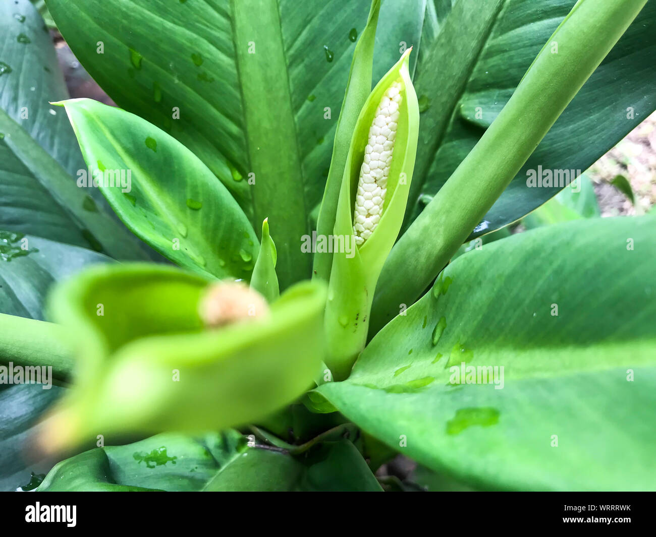 Dieffenbachia fiore con gocce di acqua sulle foglie verdi Foto stock - Alamy