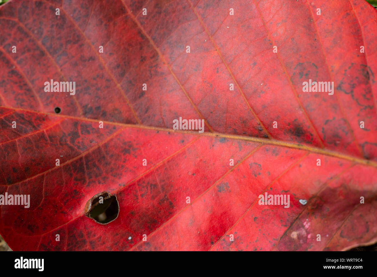 Santol foglia, Close up & Macro shot, il fuoco selettivo, sfondo astratto Foto Stock