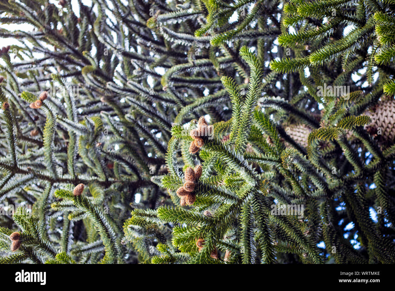 Nuovi coni formando su una scimmia puzzle albero in primavera, Christchurch, Nuova Zelanda Foto Stock