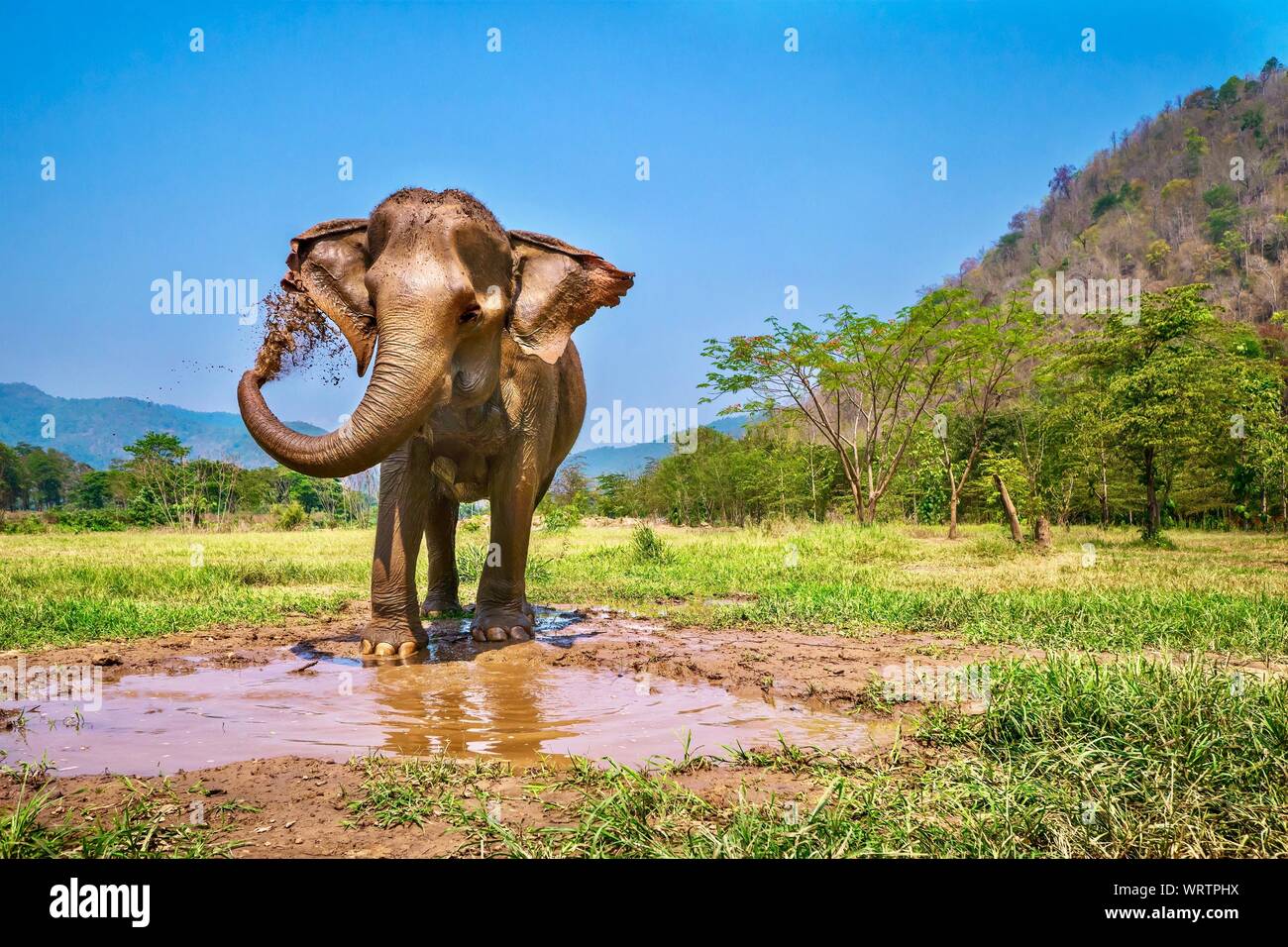 Una femmina adulta elefante asiatico si erge sul bordo di una piscina fangoso, utilizzando il suo tronco a spruzzare uno strato di fango sulla sua pelle. Chiang Mai, Thailandia. Foto Stock