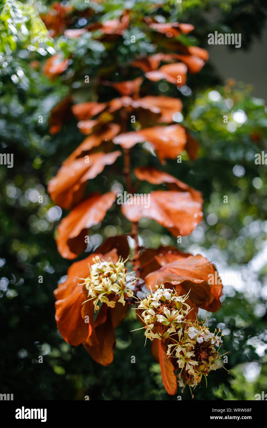 Le gocce di pioggia sulle foglie d'Oro (Bauhinia aureifolia) e fiori nel giardino Foto Stock
