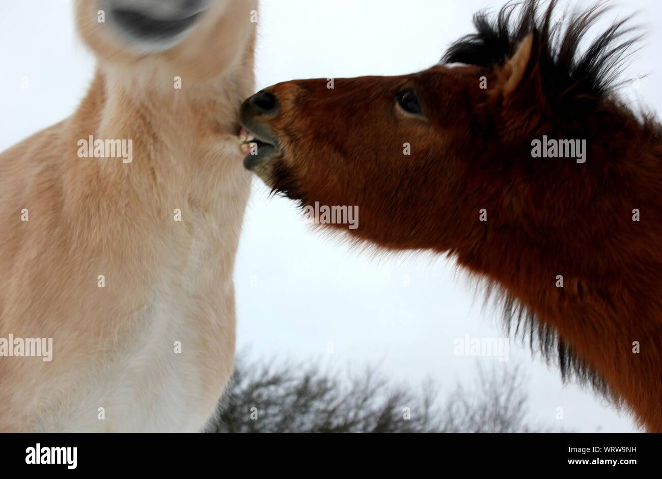 I cavalli che mostra le emozioni Foto Stock