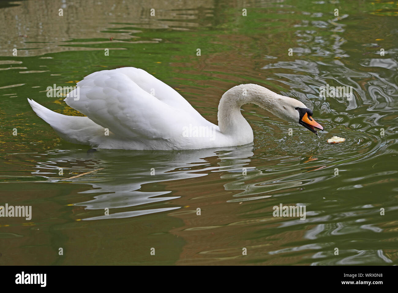 Cigno close up nome latino Cygnus olor famiglia anatidi giocando con e alimentazione su un Apple sulle rive di un fiume in primavera in Oxford Foto Stock