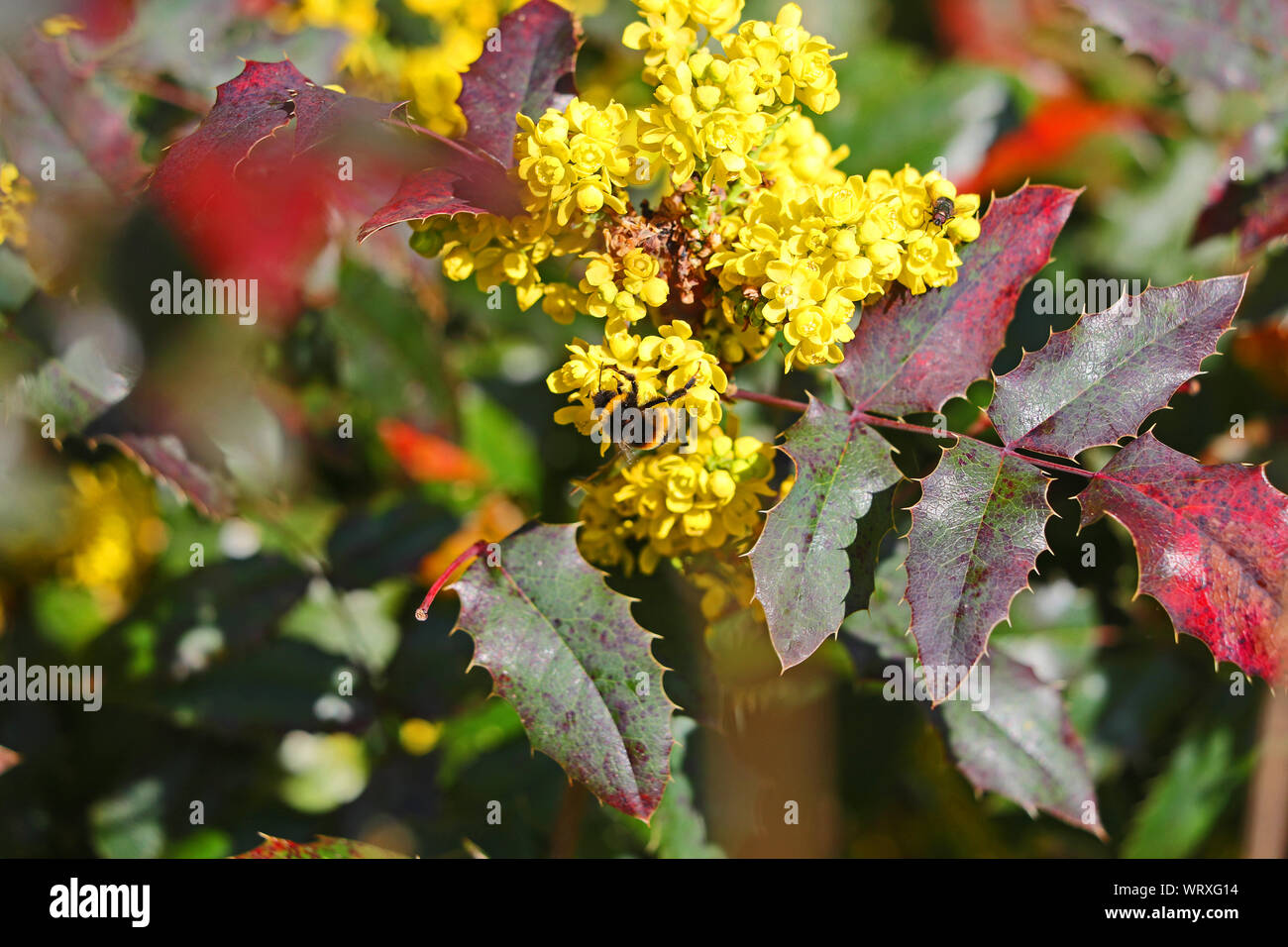 White Tailed Bumble Bee o bumblebee latino bombus lucorum simile a bombus terrestris famiglia apidae alimentazione su un giallo holly o fiore di leccio Foto Stock