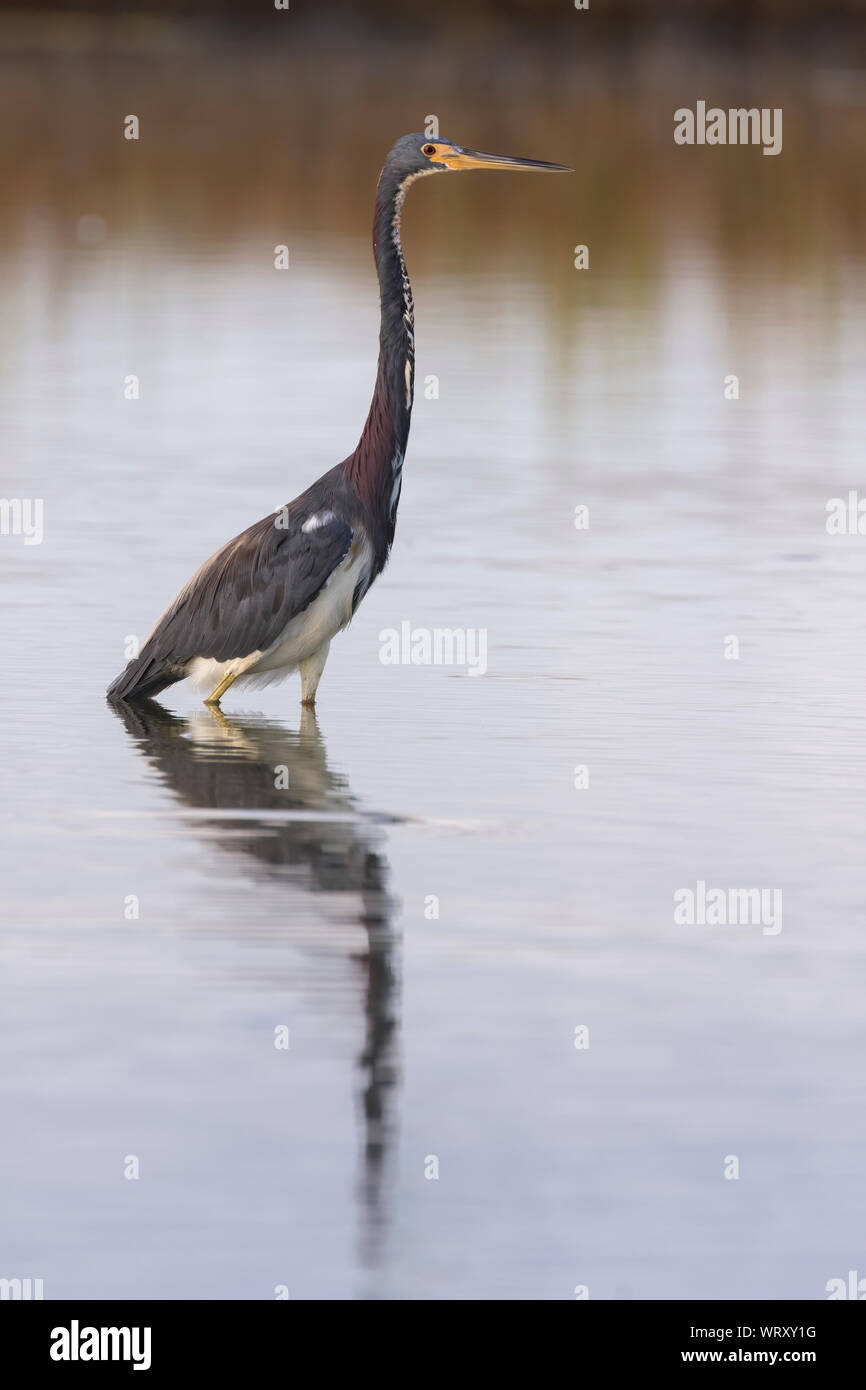 Il tricolore heron (Egretta tricolore) la pesca in Galveston Bay, a Galveston, Texas, Stati Uniti d'America Foto Stock
