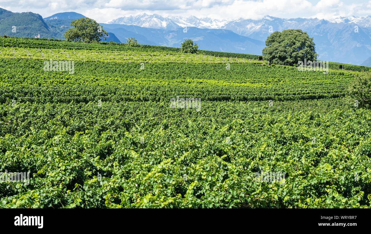 Incredibile paesaggio di vigneti del Trentino Alto Adige in Italia. La rotta del vino. Concorso naturale Foto Stock